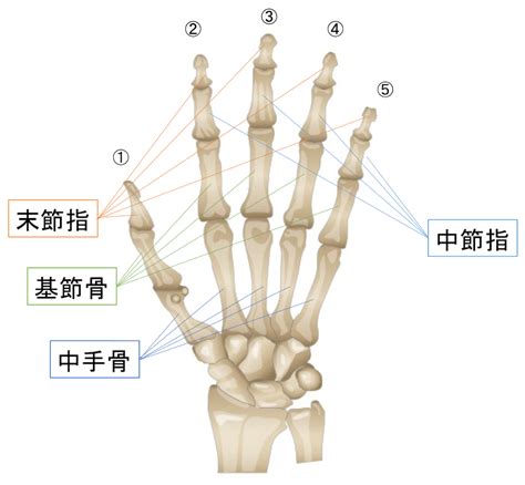 手指第一節|【図解】手の指の骨の名前・関節まとめ！痛みや変形。